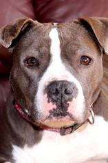 American Pit Bull Terrier-Unknown Mix Dogs for adoption in Siren, WI, USA