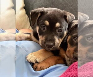 Labrador Retriever-Unknown Mix Dogs for adoption in Lakewood, CO, USA