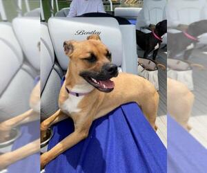 Boxer-Unknown Mix Dogs for adoption in Atlanta, GA, USA