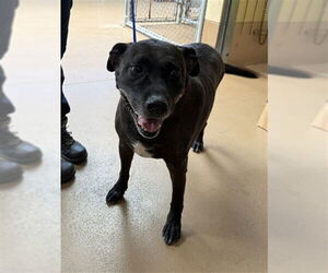 Labrador Retriever-Unknown Mix Dogs for adoption in Chula Vista, CA, USA