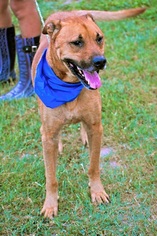 Chinese Shar-Pei-Labrador Retriever Mix Dogs for adoption in Von Ormy, TX, USA