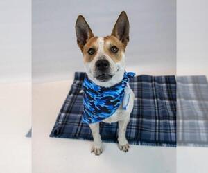 Mutt Dogs for adoption in Kennesaw, GA, USA