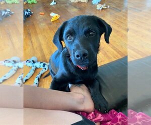 Labrador Retriever-Unknown Mix Dogs for adoption in MECHANICSBURG, PA, USA