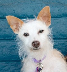 Mutt Dogs for adoption in Pittsburg, CA, USA