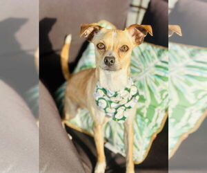 Rat-Cha Dogs for adoption in Valrico, FL, USA