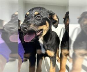 German Shepherd Dog-Unknown Mix Dogs for adoption in Houston, TX, USA