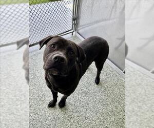 Labrador Retriever-Unknown Mix Dogs for adoption in Salisbury, NC, USA