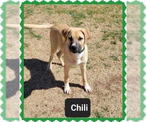 Black Mouth Cur-Unknown Mix Dogs for adoption in Granbury, TX, USA