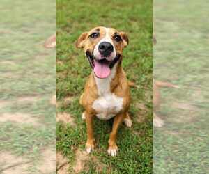 Black Mouth Cur-Boxer Mix Dogs for adoption in Greenville, SC, USA