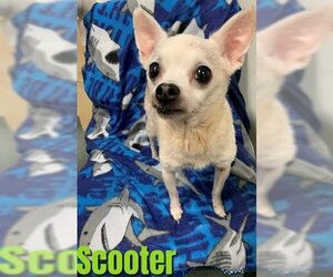 Chihuahua Dogs for adoption in Saginaw, MI, USA