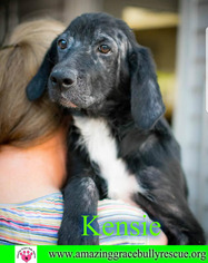 Border Collie-Unknown Mix Dogs for adoption in Pensacola, FL, USA