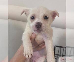 Labrador Retriever-Unknown Mix Dogs for adoption in Houston, TX, USA