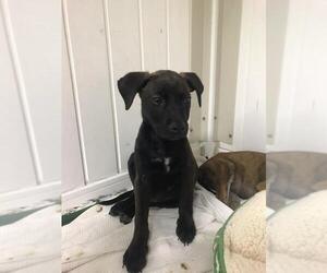Boxador Dogs for adoption in Valrico, FL, USA