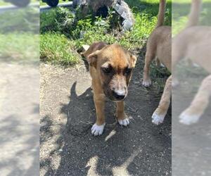 Labrador Retriever-Unknown Mix Dogs for adoption in Houston, TX, USA