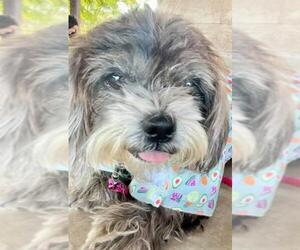 Shih Tzu Dogs for adoption in Gulfport, MI, USA