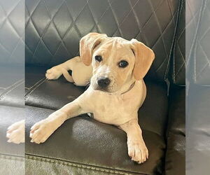 Labrador Retriever-Unknown Mix Dogs for adoption in Evansville, IN, USA