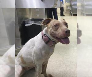 Mutt Dogs for adoption in Riverside, CA, USA