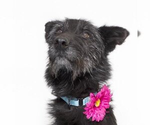 Mutt Dogs for adoption in Santa Maria, CA, USA