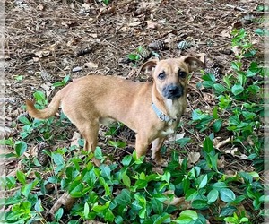 Mutt Dogs for adoption in Calhoun, GA, USA