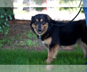 English Shepherd Dogs for adoption in Minneapolis, MN, USA
