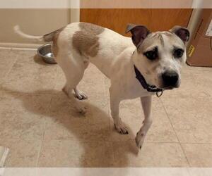 Mutt Dogs for adoption in San Antonio, TX, USA