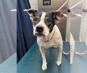 Bulldog-Unknown Mix Dogs for adoption in Mobile, AL, USA