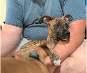 Boxer-Whippet Mix Dogs for adoption in Belleuve, NE, USA