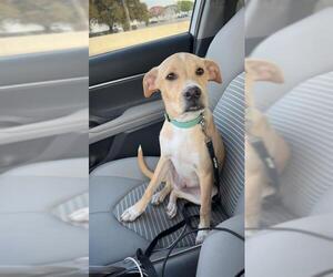 Mutt Dogs for adoption in San Antonio, TX, USA