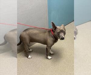 American Pit Bull Terrier-Unknown Mix Dogs for adoption in Las Vegas, NV, USA