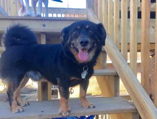 Border Collie-Norwegian Elkhound Mix Dogs for adoption in Cool Ridge, WV, USA