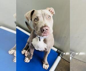 American Pit Bull Terrier Dogs for adoption in Santa Barbara, CA, USA