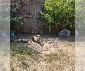 American Staffordshire Terrier Dogs for adoption in San Antonio, TX, USA