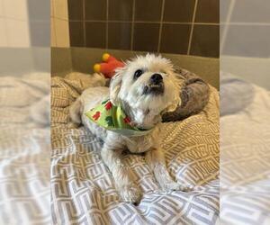 Maltese Dogs for adoption in San Martin, CA, USA