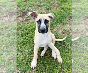 Labrador Retriever-Plott Hound Mix Dogs for adoption in McDonough, GA, USA