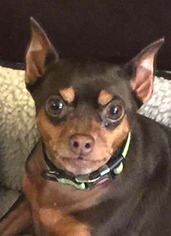 Miniature Pinscher Dogs for adoption in Westmont, IL, USA