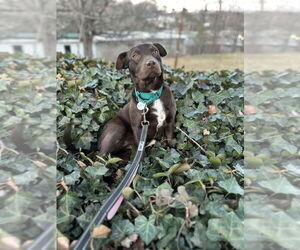 Mutt Dogs for adoption in Candler, NC, USA