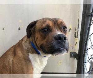 Bull-Boxer Dogs for adoption in pomona, CA, USA