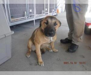 German Shepherd Dog-Unknown Mix Dogs for adoption in Oroville, CA, USA