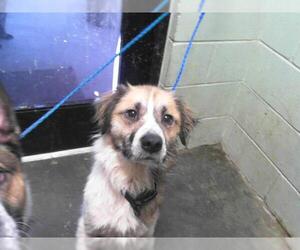 Border Collie-Unknown Mix Dogs for adoption in Tulsa, OK, USA
