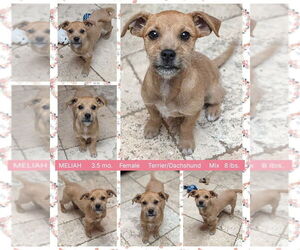 Dachshund-Unknown Mix Dogs for adoption in Mesa, AZ, USA