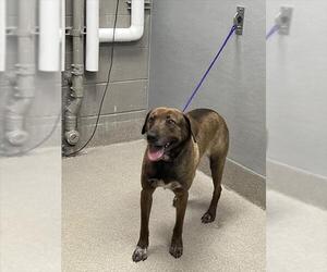 Labrador Retriever-Unknown Mix Dogs for adoption in Las Vegas, NV, USA