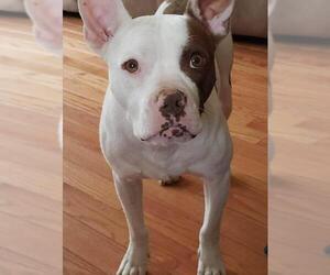 American Bulldog-Unknown Mix Dogs for adoption in Middletown, NY, USA