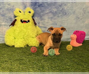 American Pit Bull Terrier-Unknown Mix Dogs for adoption in Wetumpka, AL, USA