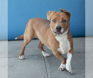 American Staffordshire Terrier-Basset Hound Mix Dogs for adoption in Pasadena, CA, USA
