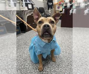 Staffordshire Bull Terrier Dogs for adoption in Rosenberg, TX, USA