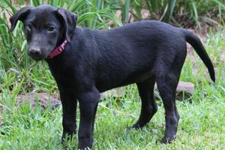 Labrador Retriever-Unknown Mix Dogs for adoption in Warwick, RI, USA
