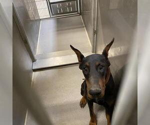 Doberman Pinscher Dogs for adoption in Modesto, CA, USA