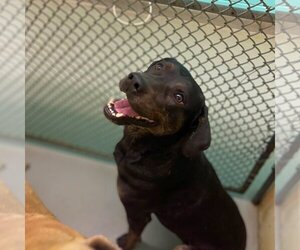 Mutt Dogs for adoption in Rowlett, TX, USA