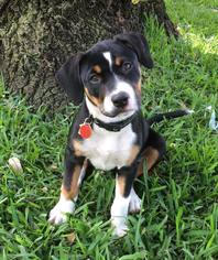 Bogle Dogs for adoption in Fort Lauderdale, FL, USA