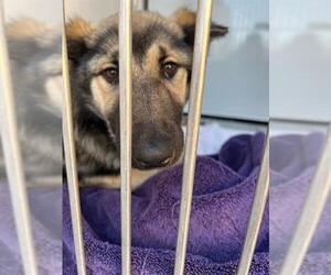 German Shepherd Dog Dogs for adoption in Stockton, CA, USA